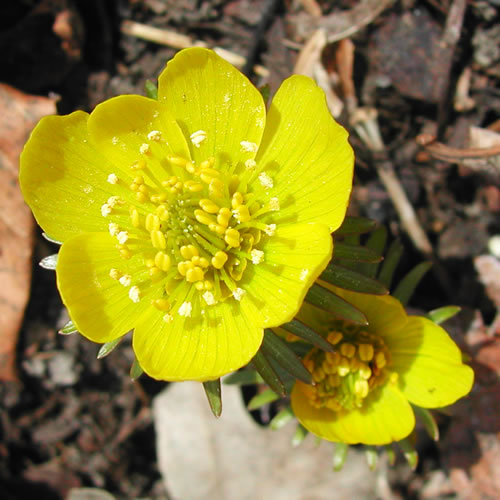 Eranthis hyemalis